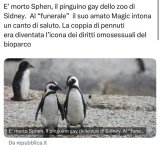 I PINGUINI DELL'AMMMORE...